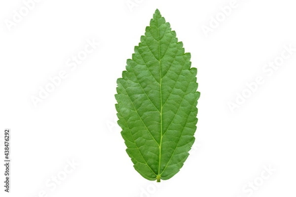 Obraz Green  leaf  on  white  background  with  copy  space.