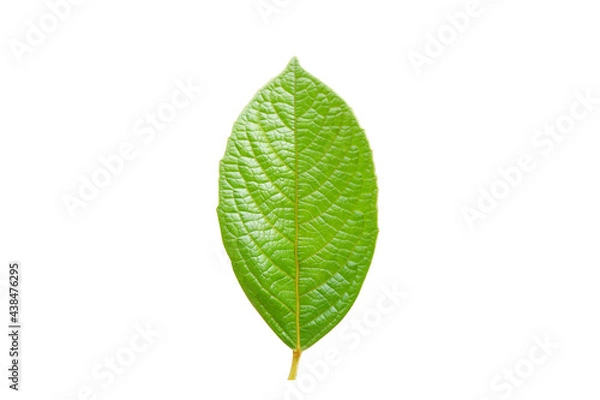 Obraz Green  leaf  on  white  background  with  copy  space.