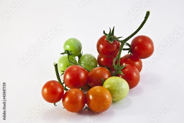 Obraz small cherry tomatoes on a branch
