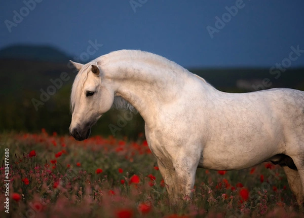 Obraz white horse in the field