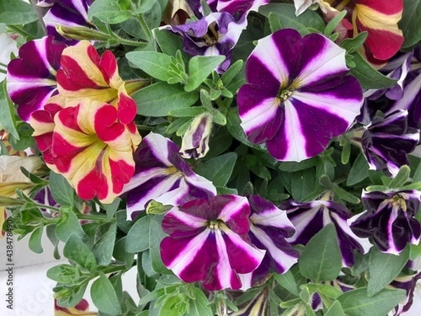 Fototapeta pink background