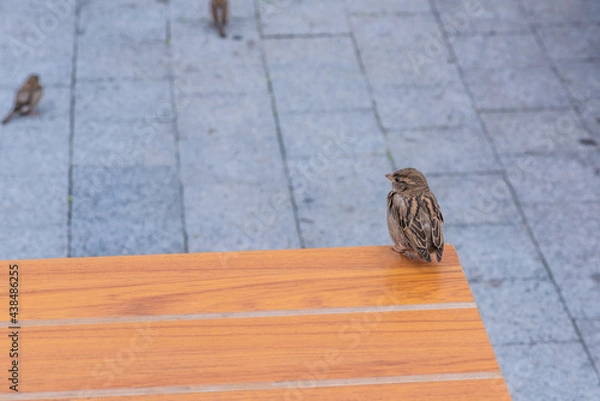 Obraz big furry sparrow sits on an orange bench and looks from the side