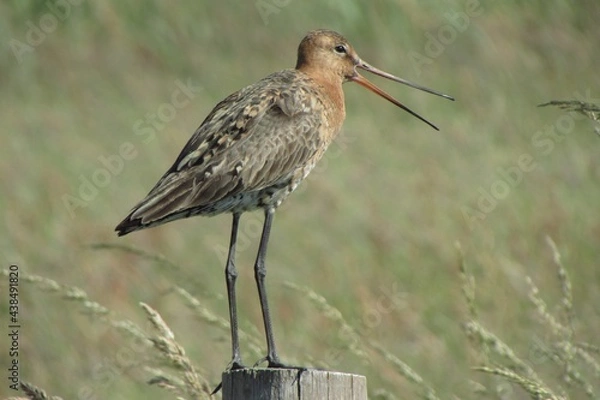 Fototapeta black-tailed godwit