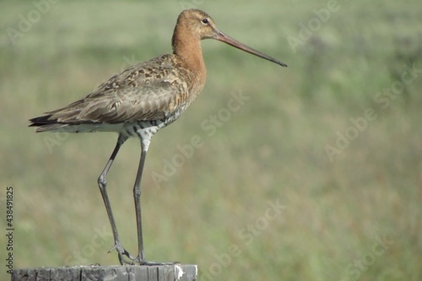 Obraz black-tailed godwit