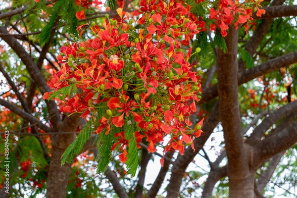 Obraz red apple tree