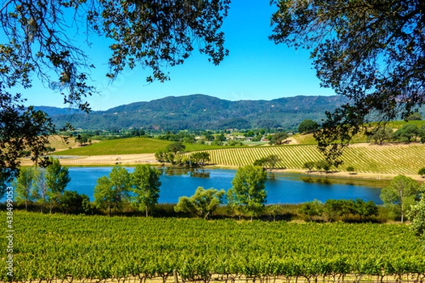 Fototapeta NAPA WINE COUNTRY VINEYARD