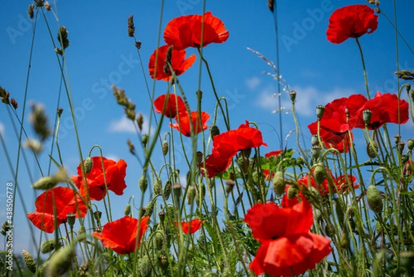 Fototapeta les jolies coquelicots