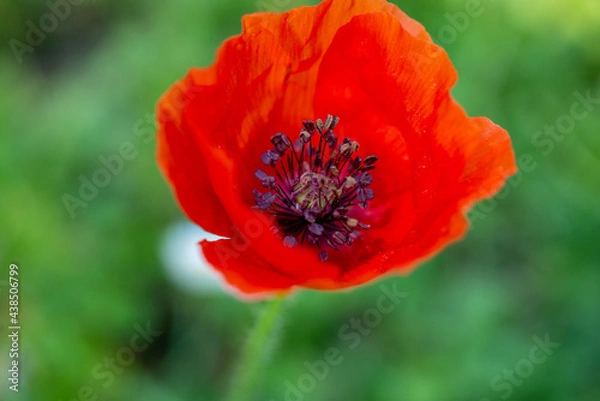 Obraz les jolies coquelicots