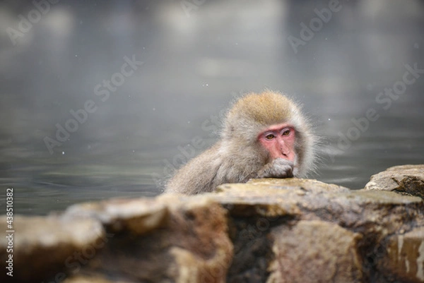 Obraz snow monkey