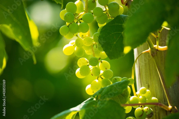 Obraz Grape vines growing in vineyard in northern Michigan.