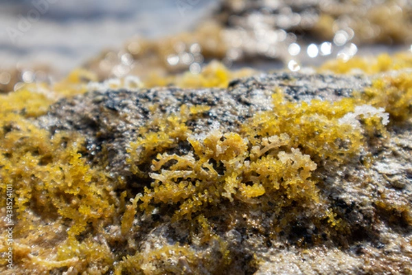 Fototapeta Yellow seaweed (like sea grapes) close-up on rocks in clear water. Wild Mediterranean sea shore with sun beam. Greece coast near Athens. Natural macro botany plants sea life