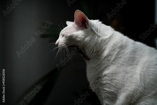 Obraz A white cat yawning 