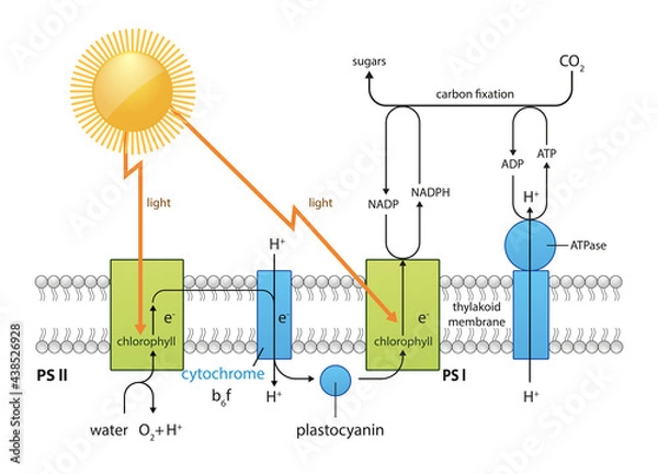 Obraz Photosynthesis process diagram, design equation co2 02 chlorophyll, sunlight ,water, plants, 2d