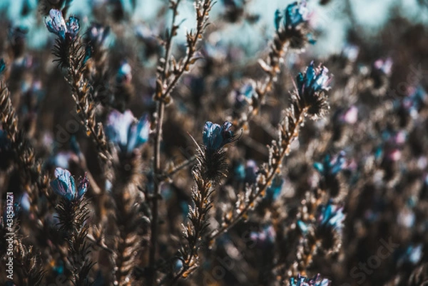 Obraz Little blue flowers