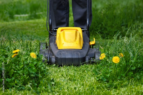 Fototapeta Gardener mowing grass in backyard with electric mower, front view