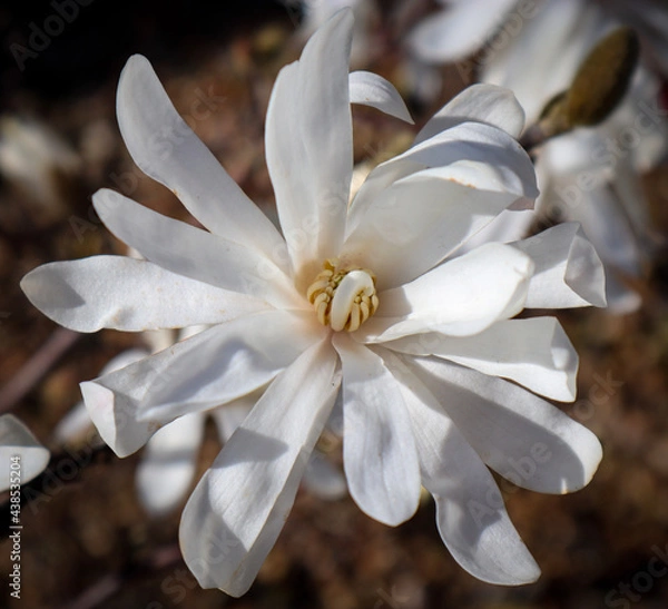 Obraz white flower