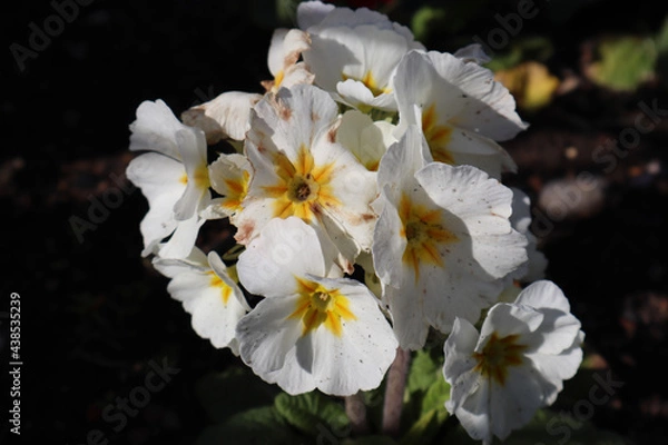 Obraz white and yellow flowers