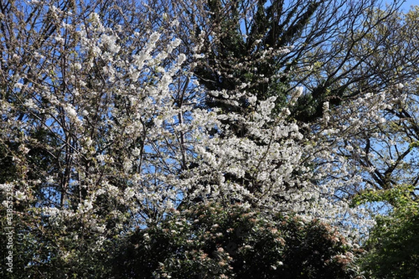 Obraz blue sky and tree