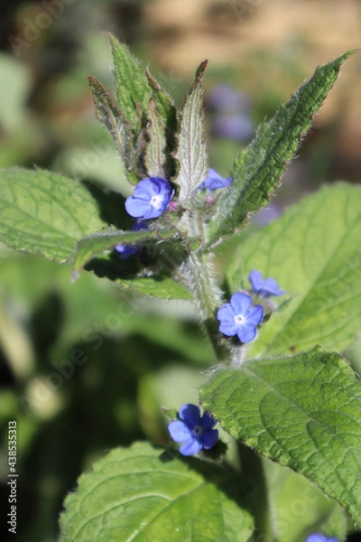 Obraz blue butterfly on a flower