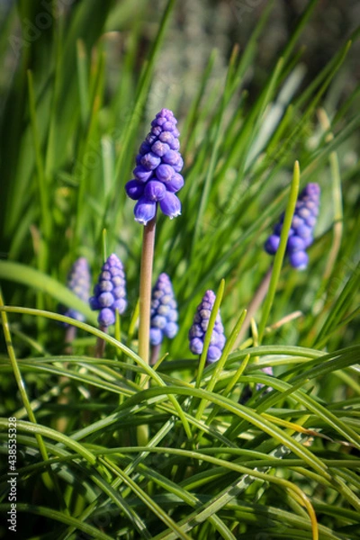 Obraz blue and white flowers