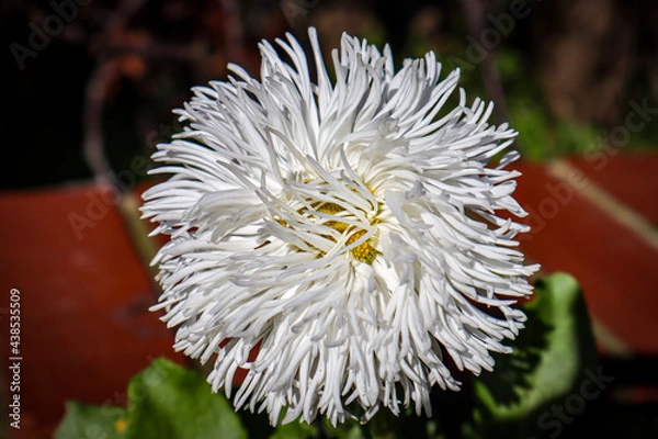 Obraz white chrysanthemum flower