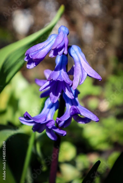 Obraz blue iris flower