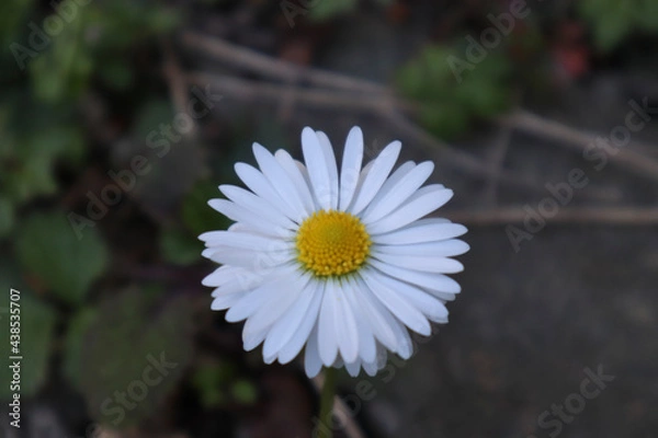 Obraz white daisy flower