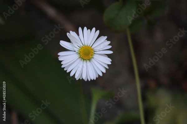 Obraz white daisy flower