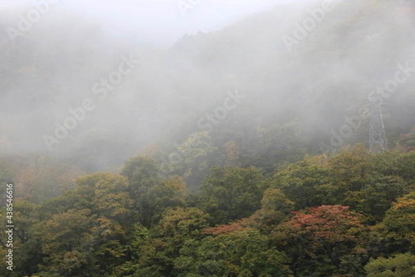 Fototapeta 濃霧が立ち込める山