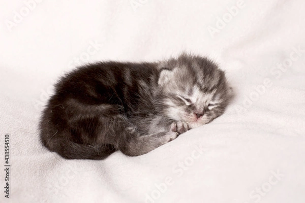 Obraz small kitten on a light background
