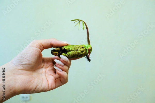 Obraz Green sprout of mango seeds in a female hand