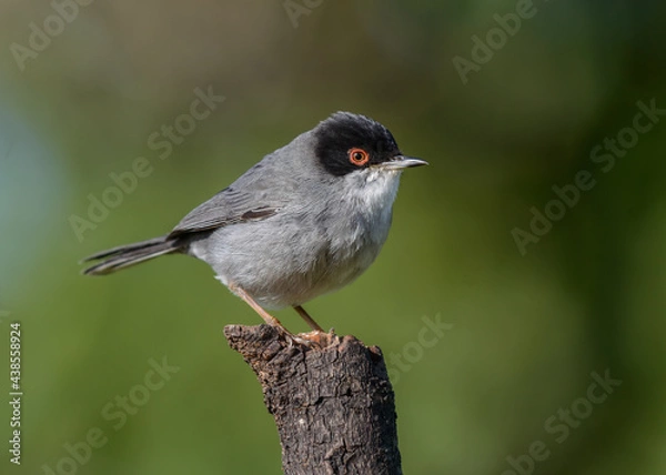 Fototapeta Sardinian Warbler Sylvia melanocephala male bird perched on tree branch isolated blurred background
