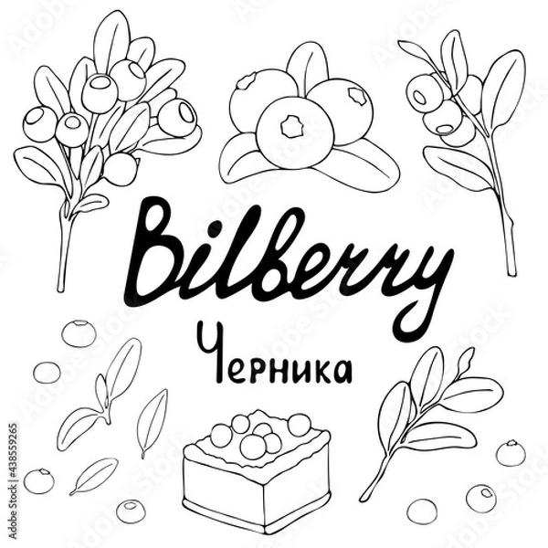 Fototapeta Set of bunches and berries of blueberries. Contour vector graphics. Isolated sketch on a white background. Summer season. Hand signed.