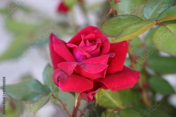 Fototapeta big pink rose