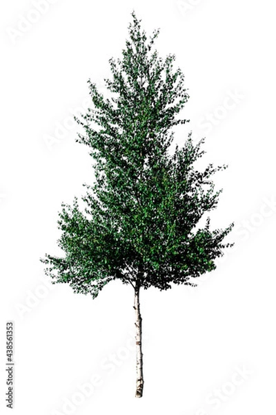 Fototapeta Green tree European white birch (Betula pendula) isolated on a white background.Isolated Betula pendula tree, silver birch on a white background.