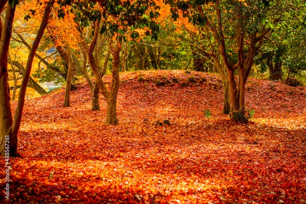 Obraz 落葉のじゅうたん　秋の一碧湖