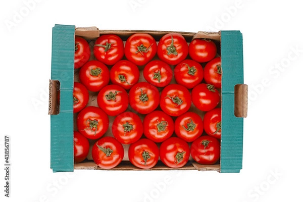 Obraz tomato in a box