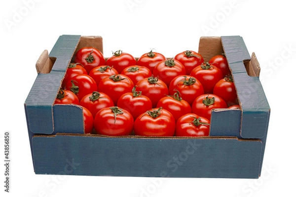 Obraz tomato in a box