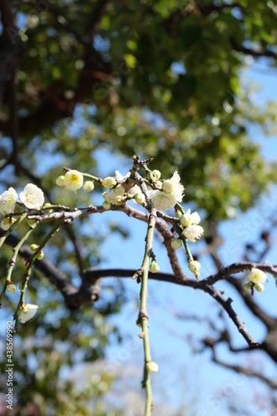 Obraz 梅の花