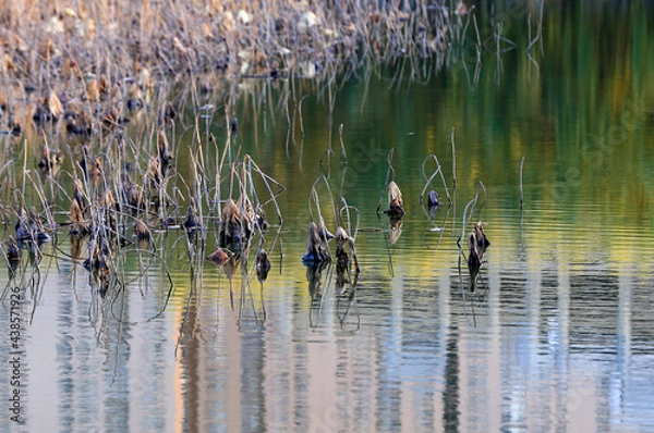 Obraz Broken lotus flowers,in the water