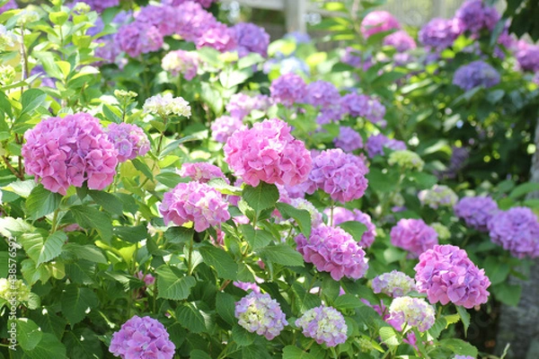 Fototapeta 紫陽花