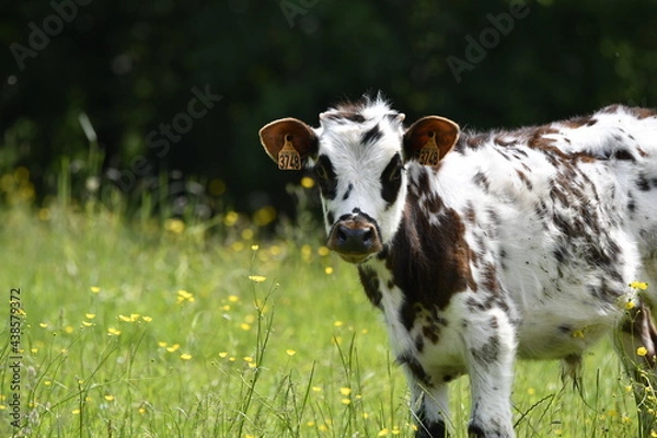 Fototapeta Vache normande
