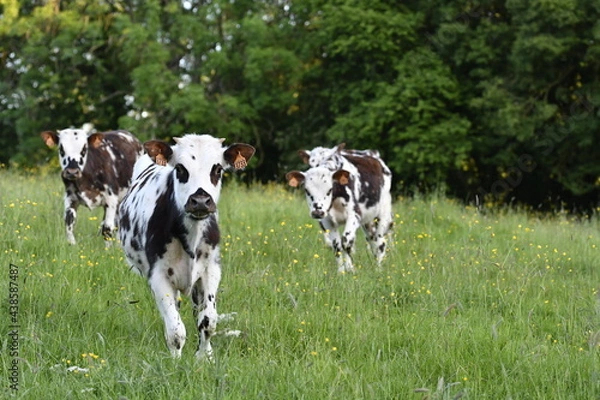 Fototapeta Vache normande