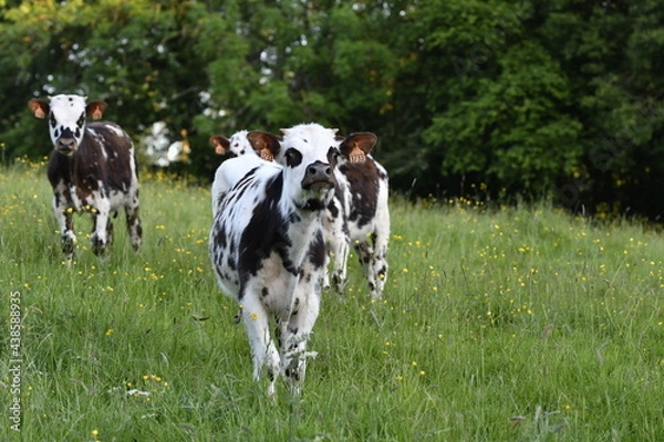 Obraz Vache normande