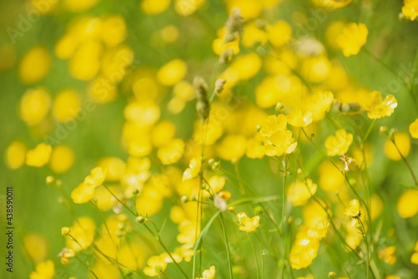 Obraz Summer field with wild flowers growing in the the background