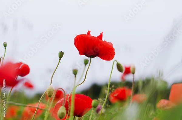 Fototapeta Background of a summer field of red blooming poppies close up on a windy day. Top view of red poppy. Natural backgrounds and textures. 