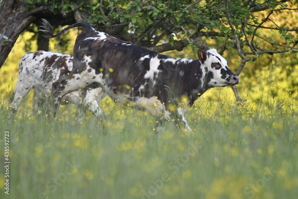 Fototapeta Vache normande