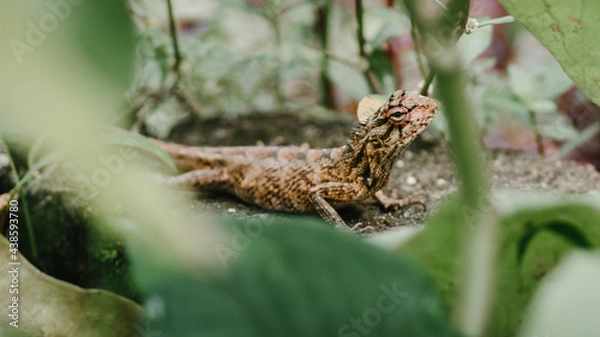 Fototapeta Brown garden lizard crawling on the ground searching for a suitable place for burying its eggs,