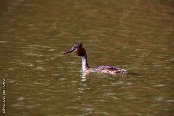 Fototapeta The great crested grebe (Podiceps cristatus) in the Danube Delta Biosphere Reserve in Romania