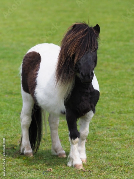 Obraz Cute Shetland Pony